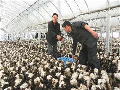 食用菌的遺傳、育種和栽培